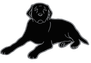Black Dog Television