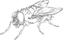 Flies Collective