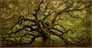 Angel Oak Films
