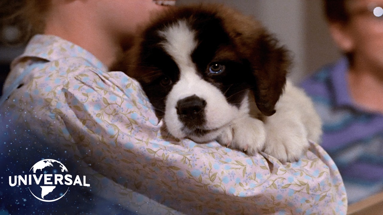 The St. Bernard’s Journey Home