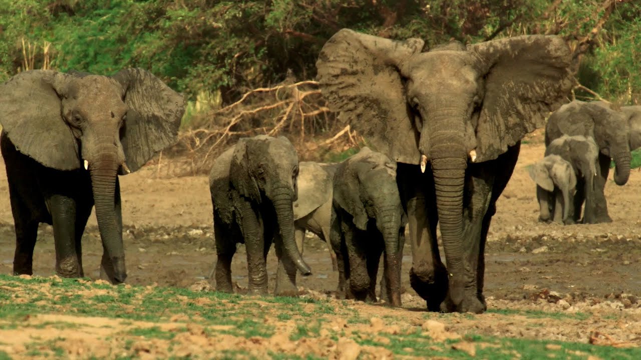 Why Wildlife Filmmaking Is So Important | Planet Earth III Behind The Scenes