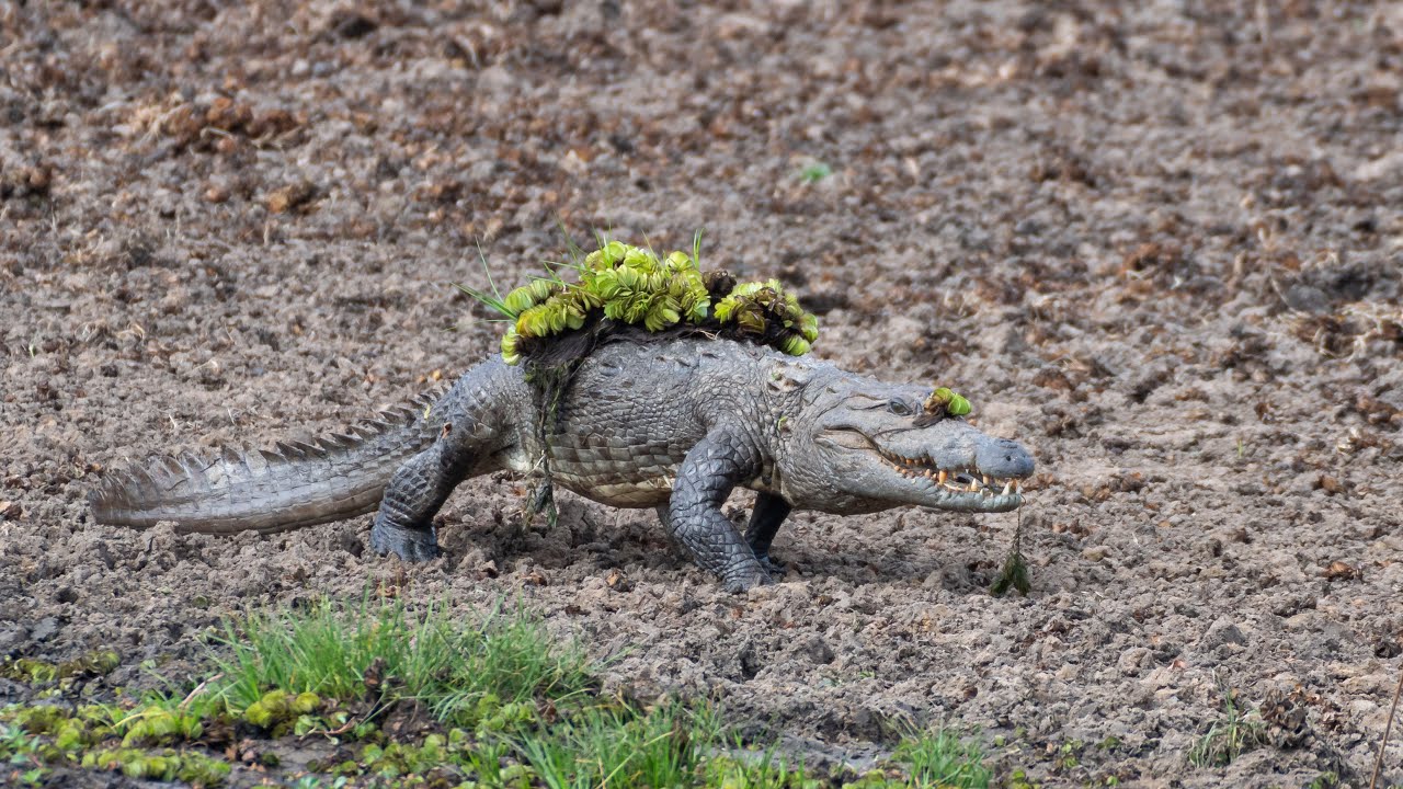 Mugger Crocodile Ambushes Deer at Watering Hole | Planet Earth III