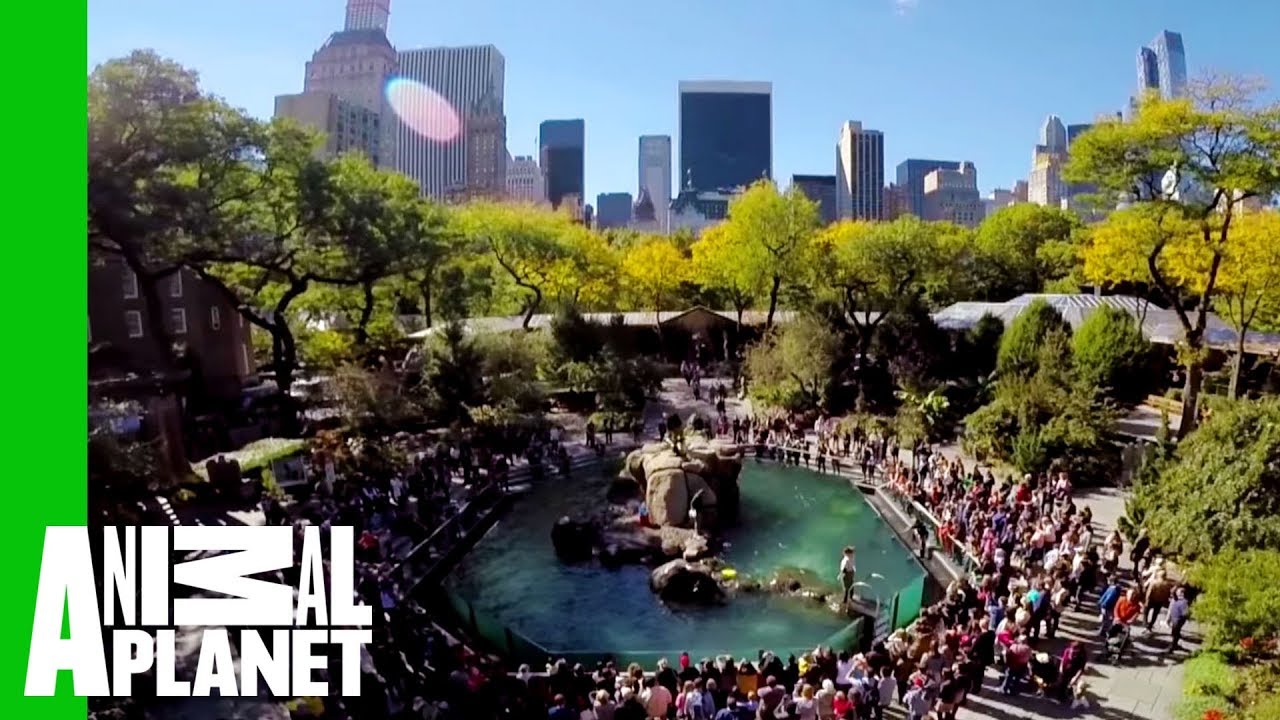 The Bronx Zoo Is Dedicated To Caring For Its Animals And Helping People Learn About Them