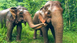 Cambodia