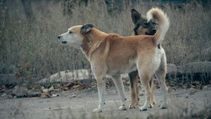 Pack Hunters
