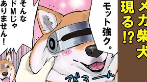 Summer Vacation / Dog in the Soft Shell / Apartment Dwellers